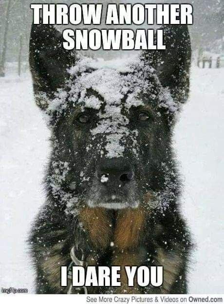 Animals With Captions, German Shepherd Memes, Funny Faces Pictures, Hilarious Dogs, Funny Animals With Captions, Dog Quotes Funny, Dogs Funny, Funny Dog Memes, Funny Quotes For Teens