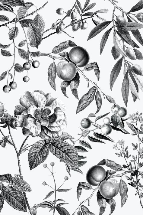 Elegant rose floral pattern vector black and white fruits vintage illustration | premium image by rawpixel.com / pangrum Botanical Illustration Black And White, Tropical Leaves Illustration, Store Branding, Pink And White Background, Rose Gold Texture, White And Pink Roses, Free Illustration Images, Leaf Illustration, Print Design Art