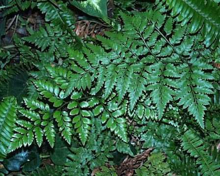 Leather Leaf Fern, Leatherleaf Fern, Fern Flower, Fresh Rose Petals, Ferns Garden, Send Flowers Online, Flower Identification, Cheap Flowers, Flower Guide