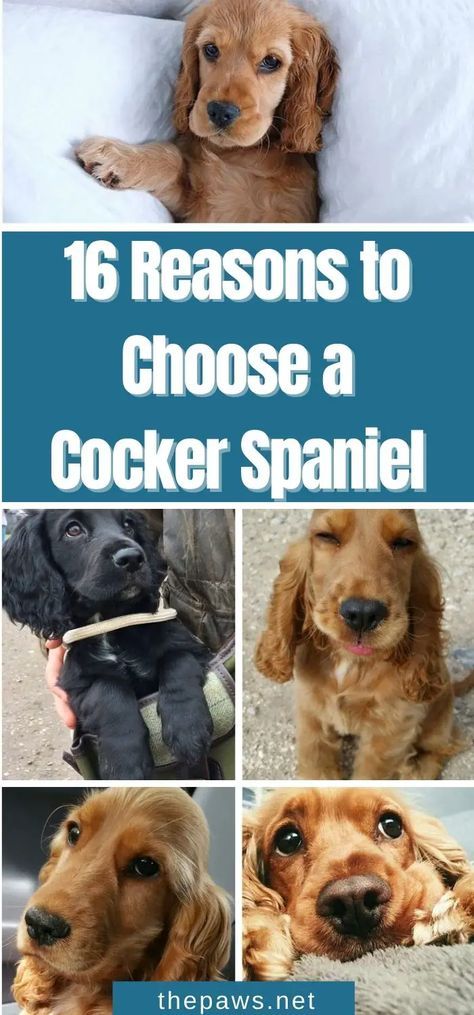 This is the sign you have been waiting for! We've listed 12 reasons why you should choose these wonderful creatures! Cocker Spaniel Haircut, Golden Cocker Spaniel Puppies, Golden Retriever Cocker Spaniel, Cocker Spaniel Grooming, English Cocker Spaniel Puppies, Golden Cocker Spaniel, Cocker Spaniel Mix, Cocker Spaniel Puppies, Popular Dog Breeds