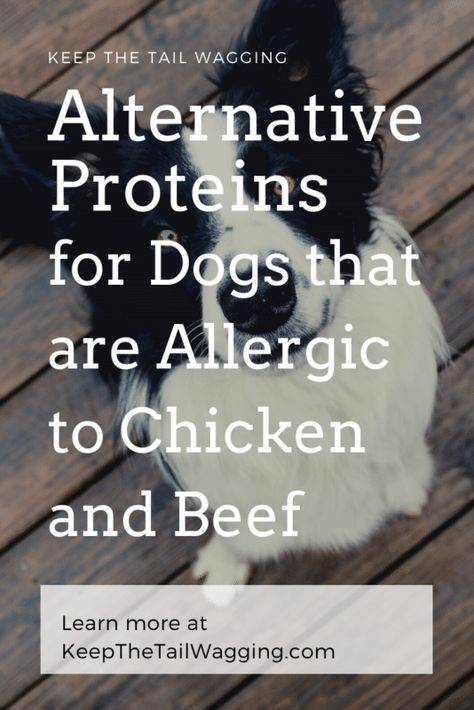 Alternative-Proteins-for-Dogs-Allergic-to-Chicken-and-Beef-Pinterest | Keep the Tail Wagging | Raw Feeder Life Gurgling Stomach, Chicken Dog Food Recipes, Dog Food Allergies, Beef Tripe, Chicken And Beef, Diy Dog Food, Tail Wagging, Eat Beef, Food Intolerance