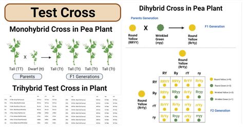 Mendelian Genetics, Mendelian Inheritance, Dihybrid Cross, Genetic Inheritance, Inquiry Project, Science Inquiry, X Chromosome, Evolutionary Biology, Ap Biology