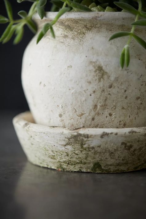 Earth Fired Clay White Curve Pots + Saucers, 3 Sizes Set | Anthropologie Aging Terra Cotta Pots, Terra Cotta Plant, Clay Plant Pots, Rustic Pots, Large Ceramic Vase, Fire Pots, Pottery Lessons, White Pot, Unique Planter