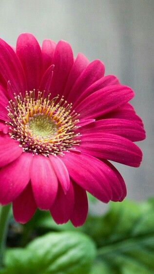 Gerberas Gerbera Flower, Gerber Daisy, Gerbera Daisies, Gerbera Daisy, Most Beautiful Flowers, Beautiful Flowers Wallpapers, Sanya, Exotic Flowers, Flower Beauty