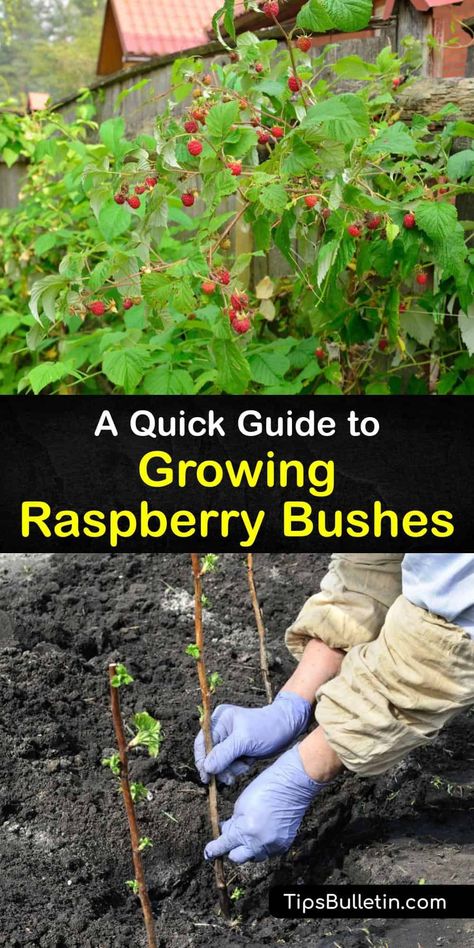 How To Propagate Raspberry Bushes, How To Contain Raspberry Bushes, Planting Raspberry Canes, Berry Plants Garden, Berry Garden Layout Design, How To Prune Raspberry Bushes, Raspberry Growing Tips, Raspberry Planting Ideas, Raspberry Trellis Diy