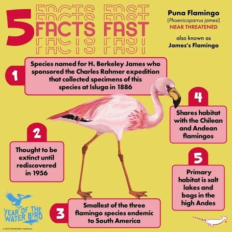 Flamingo Facts, Bird Identification, Animal Facts, Animal Posters, Zoology, Bird Illustration, Zoo Animals, Science And Nature, Pink Flamingos