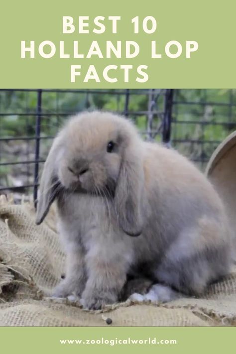 Best 10 Holland lop Facts Holland Lops Bunnies, Lop Rabbit, Holland Lop Rabbit, Lop Bunny, Holland Lop Bunny, Holland Lop Bunnies Care, French Lop Bunny, Mini Holland Lop Bunnies, Mini Lop Bunny