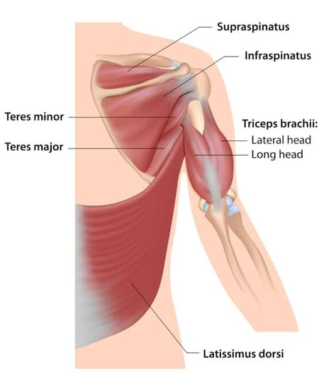 Top 8 Teres Major & Teres Minor Exercises Torn Rotator Cuff Symptoms, Torn Rotator Cuff, Infraspinatus Muscle, Teres Major, Shoulder Range Of Motion, Overhead Squat, Rotator Cuff Exercises, Forward Head Posture Exercises, K Tape