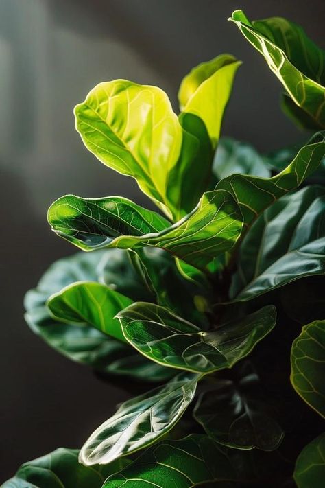 How To Shine Fiddle Leaf Fig Leaves: Leaf Care Fig Tree Plant, Plant Interior, Fig Plant, Fig Leaf, Backyard Balcony, Fiddle Leaf Fig Tree, Fig Leaves, Fiddle Leaf, Fiddle Leaf Fig