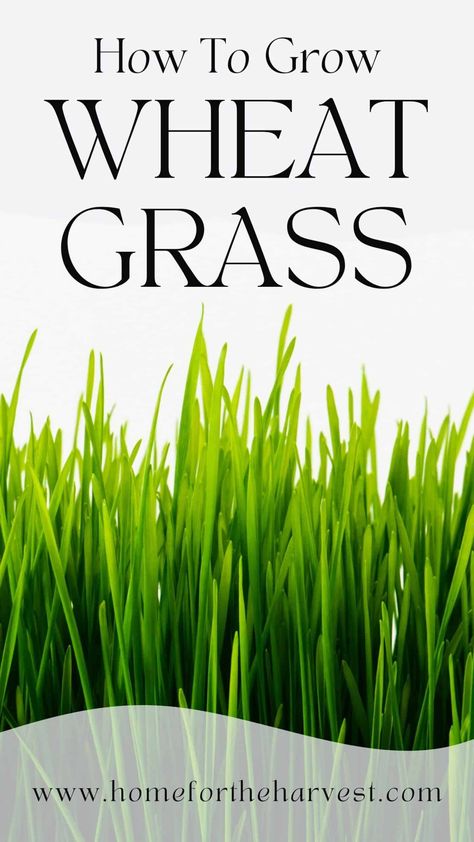 How to Grow Wheatgrass via @home4theharvest Wheat Grass Shots Recipe, How To Grow Wheatgrass At Home, Wheatgrass Growing, Wheat Grass Benefits, Wheatgrass Benefits, Growing Wheat, Growing Wheat Grass, Lemon Detox, Kitchen Basics