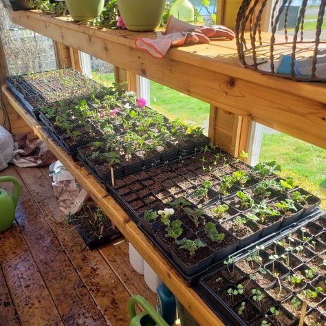 Growing Herbs In Greenhouse, Greenhouse Seed Starting, Starting A Flower Garden, Cut Garden Flowers, Greenhouse Business, Starting Flowers From Seeds, Gardening 2023, Greenhouse Tips, Garden Construction