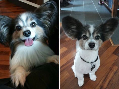 Papillon Dog Haircut, Toy Spaniel, Yorkie Haircuts, Spring Haircuts, Short Dog, Puppy Grooming, Dog Haircuts, Grooming Style, Papillon Dog