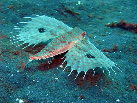 Oriental Flying Gurnard ( Dactyloptena orientalis ) This deep-sea creature called the oriental flying gurnard is a flying gurnard found in the Indo-Pacific Oceans at depths down to 100 m. Their length is up to 40 cm. The oriental flying gurnard has huge, round pectoral fins. The fins are usually held against the body, but when threatened they can expand the ‘wings’ to scare off a predator. Flying Gurnard ( Dactylopterus volitans ) Deep Sea Animals, Sea Life Wallpaper, Deep Sea Life, Weird Sea Creatures, Fauna Marina, Deep Sea Creatures, Ocean Floor, Beautiful Sea Creatures, On The Ocean