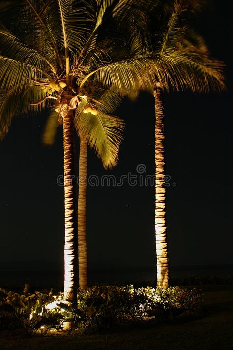 Palm Trees At Night. A small grove of palm trees illuminated by lights at night. , #spon, #grove, #palm, #trees, #small, #Palm #ad Palm Tree Lighting Ideas, Backyard Twinkle Lights Palms, Palm Lighting, Palm Tree Lighting, Palm Tree Lights Outdoor, Lights On Palm Trees, Tropical Landscape Lighting, Soft Light On Palm Trees, Palm Tree Light