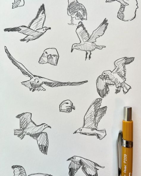 #sketches #art #seagulls #pentel #pencilsketch #pencilsketches #animaldrawing Pen Bird Drawing, Seagull Sketch, Bird Sketch Realistic, Bird Pen Sketch, Goldfinch Sketch, Bird Study Sketch, Sketches Art, Bird Sketch, Sketchbook Ideas