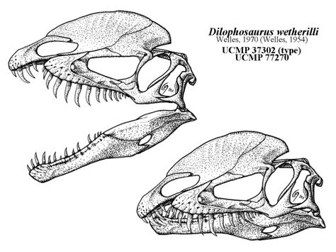 Dinosaur Sketch, Skull Sketch, Dinosaur Tattoos, Skeleton Drawings, Animal Skeletons, Dinosaur Drawing, Dinosaur Skeleton, Paleo Art, Extinct Animals