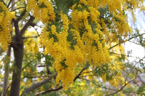 Acacia dealbata, la mimosa de jardín - https://www.jardineriaon.com/acacia-dealbata.html #plantas Acacia Dealbata, Acacia Baileyana, Delonix Regia, Australian Native Garden, Australian Plants, Small Shrubs, Native Garden, Tall Trees, Australian Native