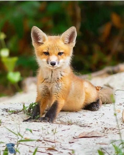 Natgeo Photography, Jumping Fox, Fox Photography, Fox Pictures, Foxes Photography, Pet Fox, Majestic Animals, Cute Kitten, Little Angel