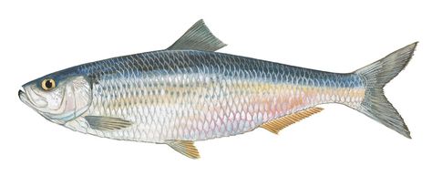 Blueback herring = freshwater herring, grows upto 10"  Food Habits:  Zooplankton, fish eggs and fish larvae Herring Fish, Sustainable Agriculture, Freshwater Aquarium, Colorful Fish, Freshwater Fish, Fresh Water, Clip Art, Fish, Google Search