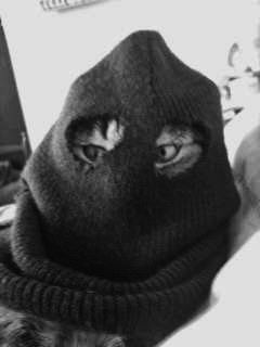 wanted "gangster cat" Cat With Ski Mask, Cat Ski Mask, Wannabe Gangster, Cat Gangster, Black Panther Hd, Robber Mask, Gang Cat, Gangster Cat, Mischa Bachinski