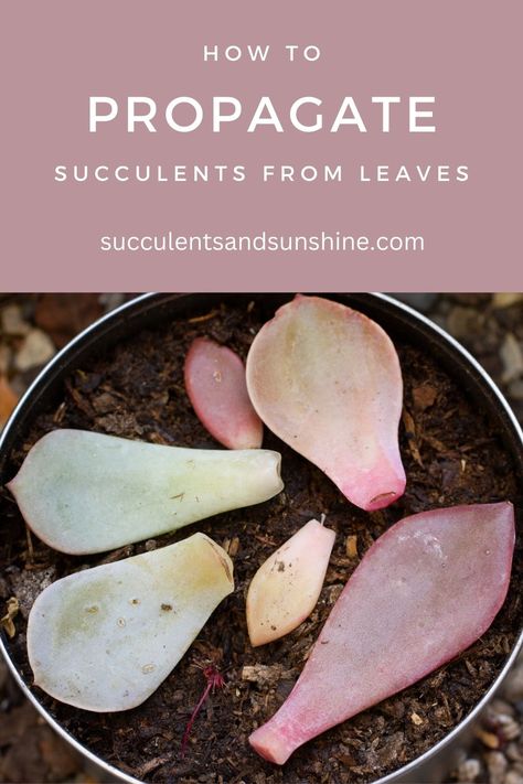 This is one of the most fun aspects of growing succulents -- growing more from just a leaf!  In this article you'll learn exactly how to get more succulent babies from the ones you already own. How To Propagate Succulents, Propagate Succulents From Leaves, Propagate Succulents, How To Water Succulents, Succulent Landscape Design, Amigurumi For Beginners, Baby Succulents, Living Garden, Succulent Collection