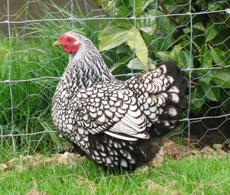 Silver Laced Wyandotte Chickens, Hen Or Rooster, Wyandotte Hen, Rare Chicken Breeds, Laced Wyandotte, Bantam Chicken Breeds, Heritage Chickens, Wyandotte Chicken, Poultry Breeds