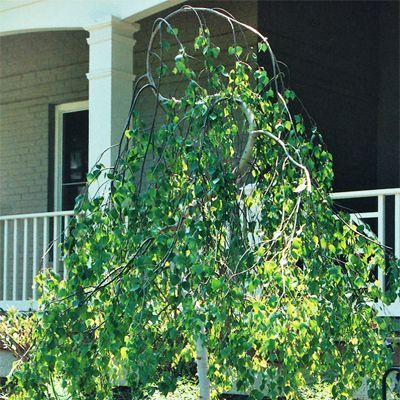 Yongii Serpentine River Birch Weeping Birch, Betula Pendula, River Birch, Garden Designer, Late Winter, Birch Tree, Landscaping Plants, Green Foliage, Types Of Soil