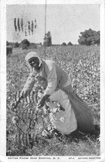 A beautiful smile while pickin cotton. Earth Collage, Cotton Picking, Edenton Nc, Cotton Picker, Nc Travel, African History Truths, Cotton Gin, Black Folk Art, 1900 Fashion