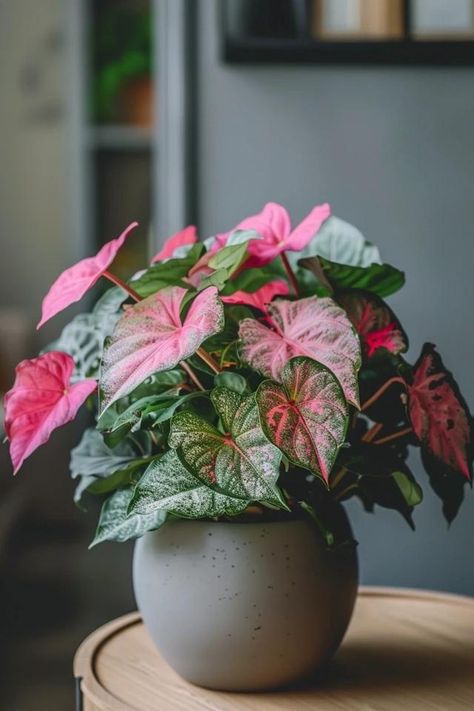 How To Care For Pink Syngonium: Plant Maintenance Syngonium Care, Pink Syngonium, Syngonium Plant, Arrowhead Plant, Plant Maintenance, Backyard Balcony, Low Maintenance Plants, Online Interior Design, Potting Soil