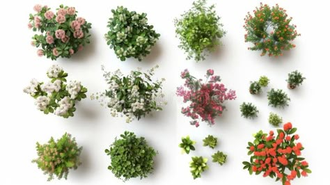 Top View of Various Flowering Plants, Generative AI stock photography Plants Photoshop, Plant Top View, Flowers Top View, Bed Top View, Plant Library, Design Exploration, Landscape Architecture Drawing, Vector Poster, Photoshop Textures