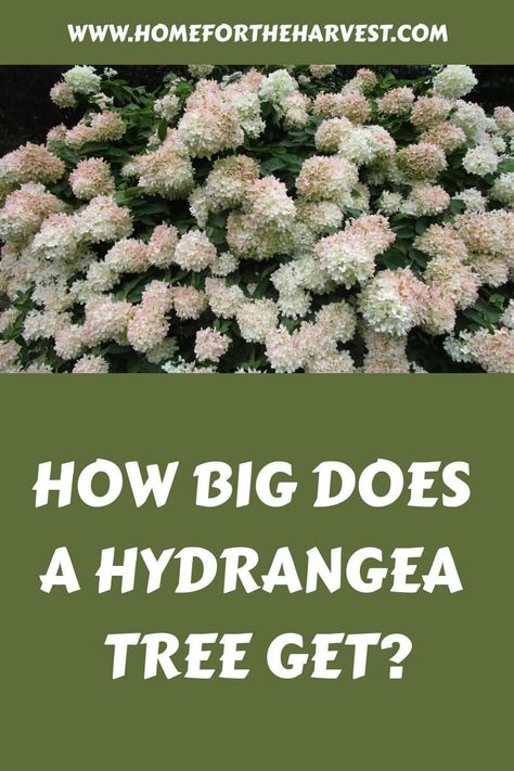 How big does a hydrangea tree get? Hydrangea Tree Front Yard, Hydrangea Tree Landscaping, Hydrangea Trees, Hydrangea Paniculata Grandiflora, Bobo Hydrangea, Little Lime Hydrangea, Gardening Memes, Hydrangea Paniculata Limelight, Strawberry Hydrangea