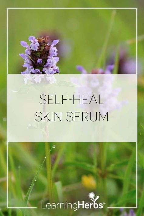 Self Heal Plant Uses, Heal All Plant, Self Heal Herb, Self Heal Plant, Beeswax Products, Prunella Vulgaris, Learning Herbs, Herbal Education, Herbal Skin Care