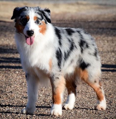 RLA Miniature American Shepherds American Shepherd Puppy, Mini American Shepherd, Miniature American Shepherd, American Shepherd, Shepherd Puppy, Australian Shepherds, Don Juan, Shepherd Puppies, New Photos