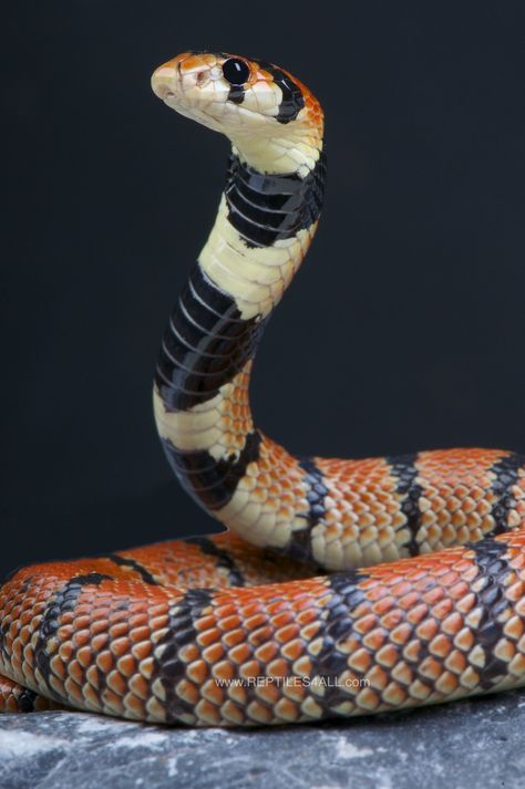 This is a small elapid snake,mimicking cobra behavior if threatened. Highly venomous, these snakes are nocturnal and fossorial. They are found in the dry Karoo regions of Namibia and South Africa. Beaux Serpents, Snake Photos, Poisonous Snakes, Cool Snakes, Pretty Snakes, Colorful Snakes, Coral Snake, Snake Venom, Cute Reptiles