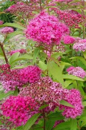 How To Plant, Prune, Fertilize & Water Japanese Spirea Shrubs Japanese Spirea, Spirea Shrub, Flowering Bushes, Japan Garden, Large Plants, Flower Beds, Planting, Lawn, Patio