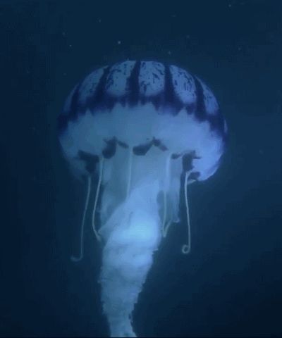 Jellyfish Gif, Deep Sea Jellyfish, Sea Jellyfish, Sea Jellies, Deep Sea Creatures, Underwater Creatures, Aquatic Animals, Water Art, Inside And Outside