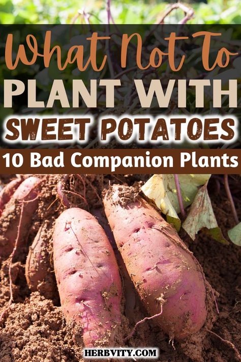 Sweet potatoes are a great addition to any garden as they have many benefits. They not only taste good but are also easy to grow. If you want to plant sweet potatoes in your garden, you will need to know what to plant near them and what to avoid growing in the same area. Keep reading to know more about bad companion plants for sweet potatoes. There are 10 worst companion plants for sweet potatoes in this list. Plant Sweet Potatoes, Potato Companion Plants, Best Companion Plants, Growing Sweet Potatoes, Companion Plants, Grow Together, Companion Planting, Sweet Potatoes, Planting