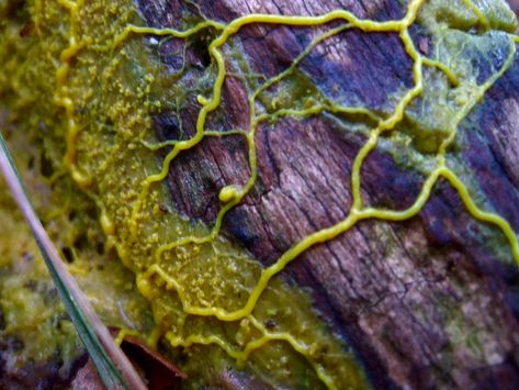 Skin Fungus, Growth And Decay, Thought Experiment, Slime Mould, Plant Fungus, Rays Of Light, Valerian Root, Petri Dish, Smart Things