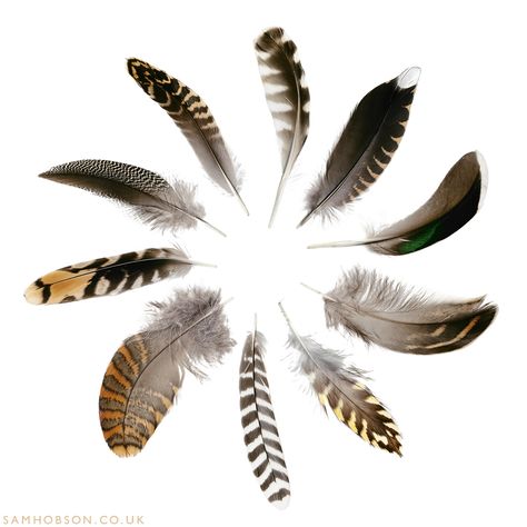 Action Aesthetic, Falcon Feather, Finding Feathers, Wildlife Magazine, Aphrodite Cabin, Nefertari Vivi, Chicken Feathers, Feather Drawing, Feather Photography