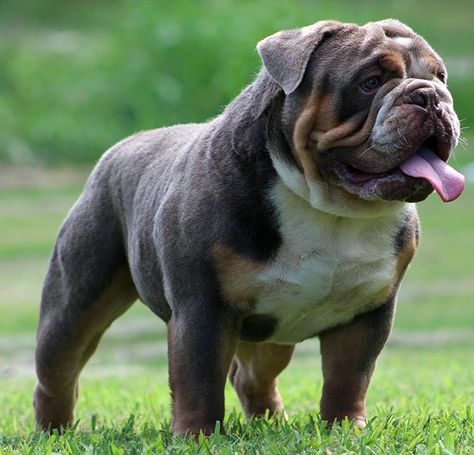 Available Olde English Bulldogges & English Bulldogs for sale. Bull Dogs English, English Bulldog Full Grown, Brown English Bulldog, Bulldog Aesthetic, Blue English Bulldogs, Miniature English Bulldog, English Bulldog Pictures, English Bulldog For Sale, Bulldogs Puppies