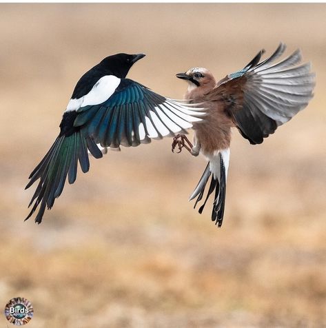 Eurasian Jay with Eurasian Magpie Eurasian Jay Bird, Eurasian Jay Tattoo, Jay Tattoo, Eurasian Magpie, Eurasian Jay, Jackdaw, Jay Bird, Photoshop Painting, Pet Bird