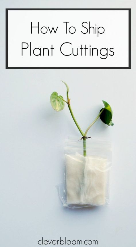 How To Ship Plant Cuttings - Learn the best way to ship plant cuttings to your friends - Keep them safe on their journey! #plants #indoorplants #plancuttings #propagation #plantlady Gardening Vertical, Indoor Vegetables, Making Plant Pots, Plant Care Houseplant, Indoor Vegetable Gardening, Indoor Plant Care, Garden Nursery, Plant Cuttings, Propagating Plants