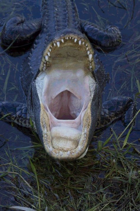 Crocodile Open Mouth, Crocodile Facts, Crocodile Mouth, American Alligator, Animal Attack, Tree Textures, Alligator Crocodile, Crocodiles, Reptiles And Amphibians