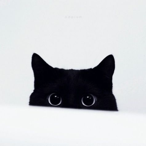 peeping cat Hello Cute, Nosara, A Black Cat, Wallpaper Phone, Cats Meow, Cute Kittens, Black Cats, Cat Tattoo, Crazy Cat Lady