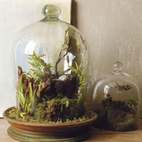 Love these Bell Jars, Mini Terrarium, Terrarium Ideas, Glass Cloche, Garden Terrarium, Indoor Gardens, The Bell Jar, Terraria, Glass Terrarium