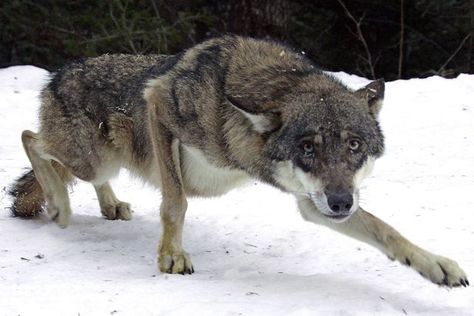 Savage: The wolf is believed to have attacked the woman after she suffered a heart attack Wolf Poses, Wolf Photos, Animal Study, Wild Wolf, Wolf Pictures, Wolf Spirit, Beautiful Wolves, Pretty Animals, A Wolf