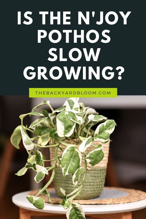 Is The N’Joy Pothos Slow Growing? Types Of Pothos Plants, Types Of Pothos, Njoy Pothos, N Joy Pothos, N'joy Pothos, N’joy Pothos, Pothos Plants, Tropical House Plants, Pothos Plant