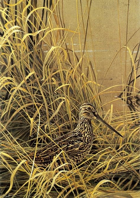 Robert Bateman. Snipe Robert Batman, Robert Bateman, Shore Birds, Animal Lamp, Hyper Realistic Paintings, Wildlife Artwork, Art Tiles, Wildlife Artists, Bird Artwork