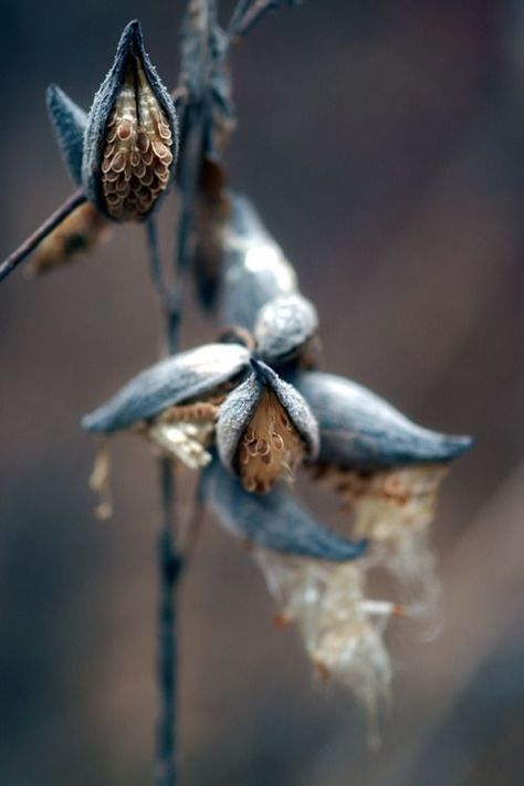 Milkweed Pods, Foto Macro, New Victorian, Seed Pods, Nature Beauty, Color Inspiration, Mother Nature, Flower Power, Blue Brown