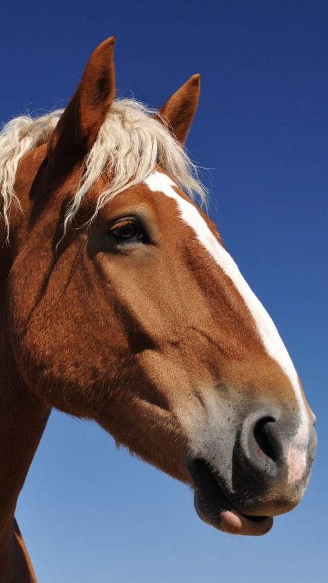 Wallpaper Horse, Belgian Draft, Belgian Draft Horse, Draft Horse, Big Mama, Big Horses, Horse Face, Horses And Dogs, Horse Drawings